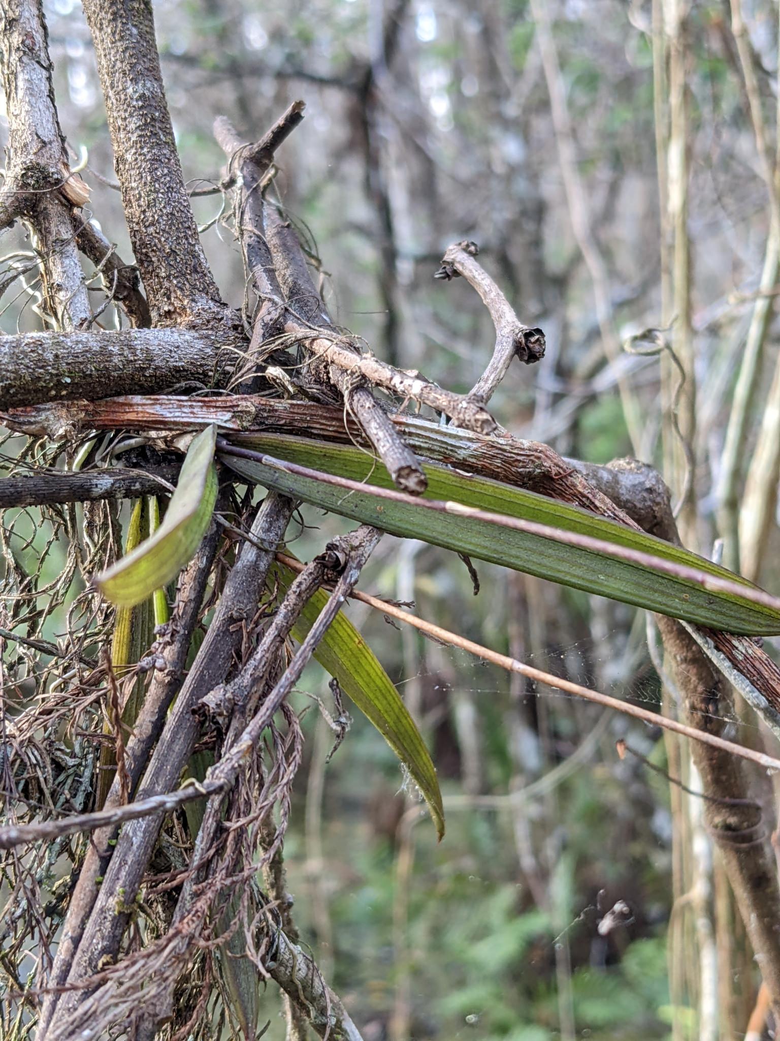 Ionopsis utricularioides